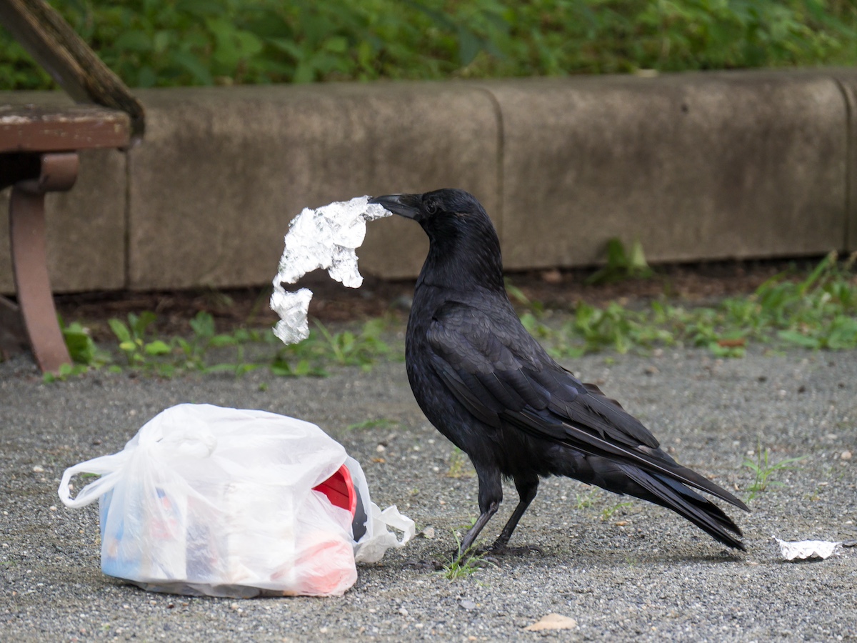 カラスが目の前に現れるスピリチュアル的な意味とは？状況別のサインを解説