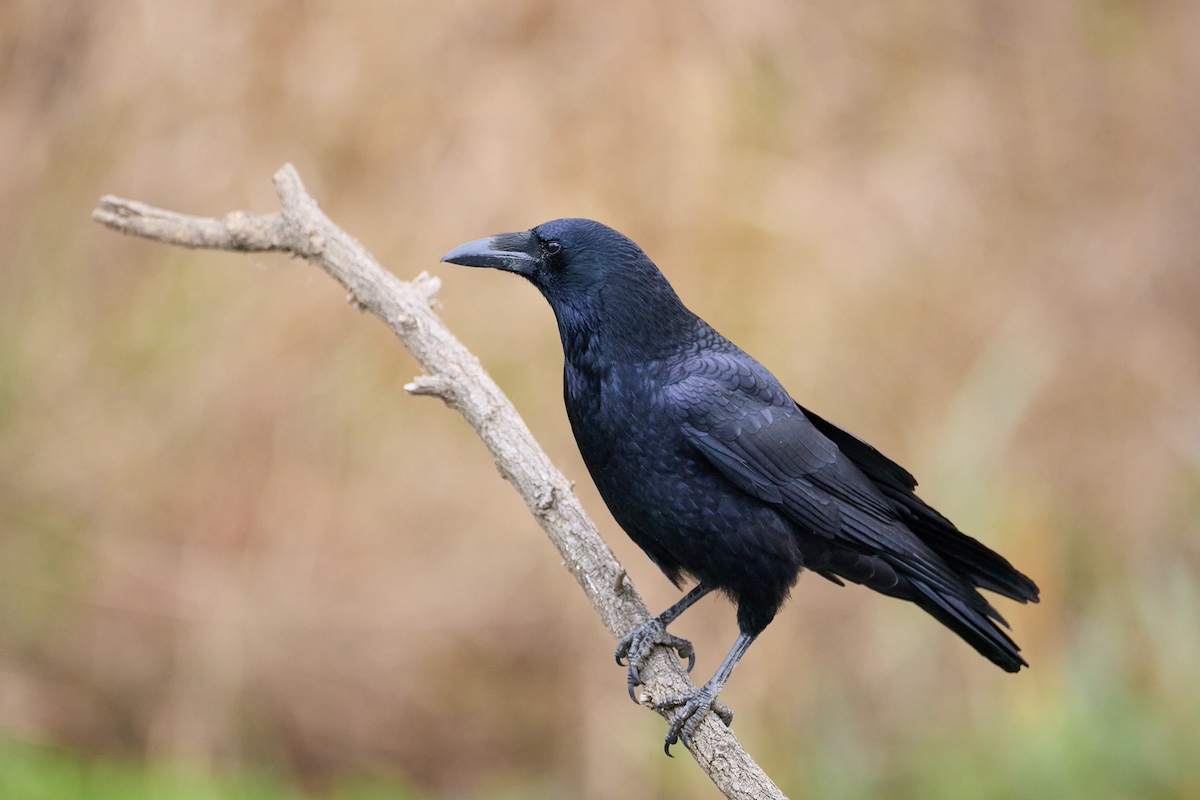 カラスが目の前に現れるスピリチュアル的な意味とは？状況別のサインを解説